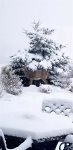Pine Ridge Paradise - Picture Perfect Postcard