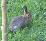 Bunny Wabbit