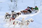 Book your Dog Sledding  Dinner Tour in Snowmass 