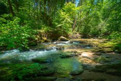 Creekside Oasis- Beautifully Decorated Pet-Friendly Cottage on Town Creek 