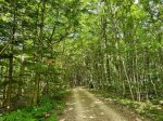 A peaceful, tree-lined path sets the tone for your stay, secluded, serene, and surrounded by nature.