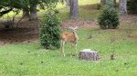 Deer eating 