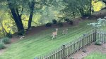 Deer playing in the yard 