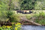 Enjoy Watching The Local Cattle 