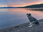 Dog Walks to Patton Beach