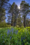 Wildflowers on the Tahoe Rim Trail