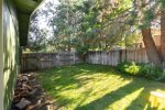 Lodgepole Pine backyard