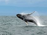 Depoe Bay is the Whale Watching Capital of the World