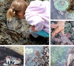 Tide Pools: Visit Fogarty Creek Beach Just North of the Complex