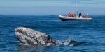 Depoe Bay Has Its Own Resident Whale Pod, Take a Whale Tour & Meet Them