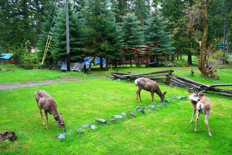 Pine Bluff Cottage 27 Wallowa Lake Cabin Cabin Rentals At