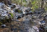 Cardinal Creek- Creek