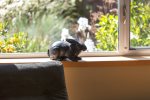 The Rabbit`s view of the garden