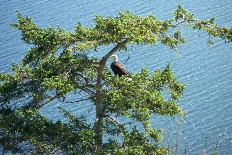 Eagles Hideaway Sequim Valley Properties Llc