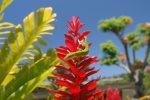 One of our island`s friendly geckos