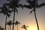 The heavenly image of palm trees swaying in the breeze