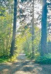 Road leading to Haystack Rock from Exhale Hideaway