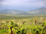 Desert Vistas