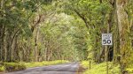 Welcome to Poipu and Koloa through the Tree Tunnel
