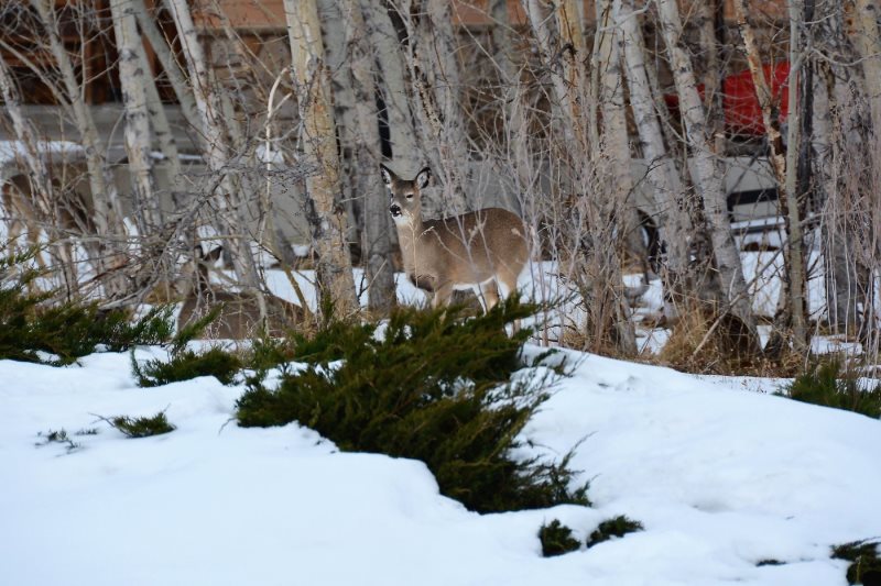 AAA Red Lodge Rentals Aspen Grove