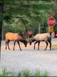 Abundant wildlife