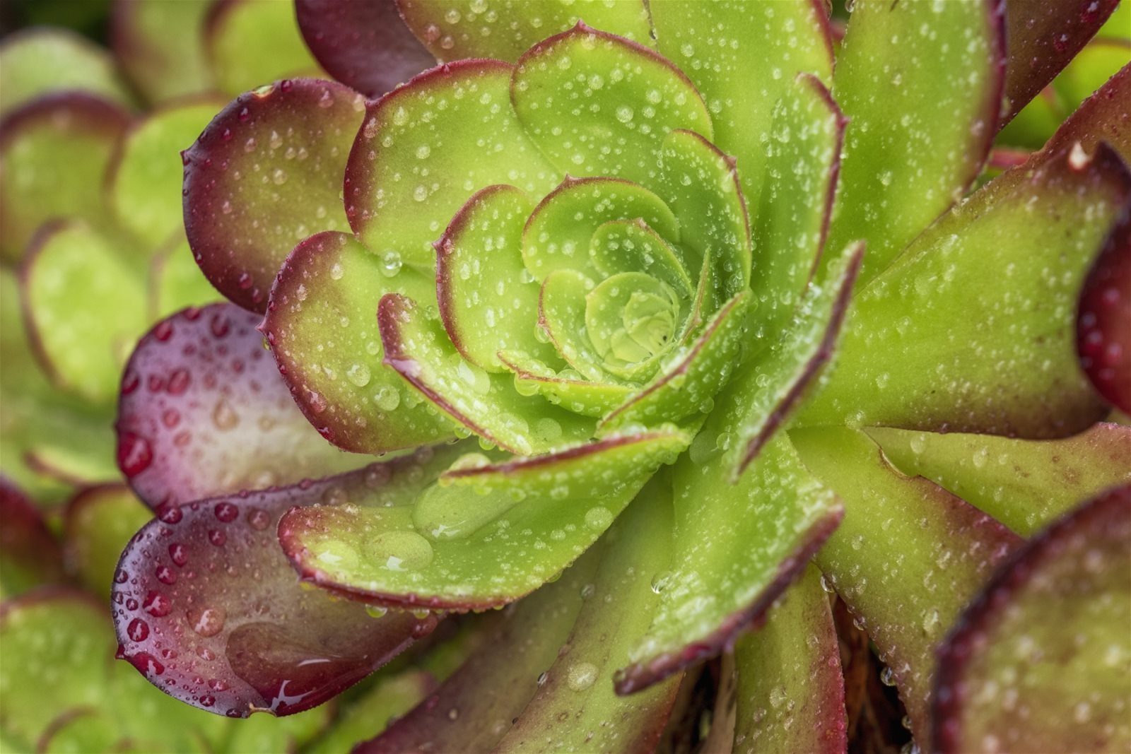 6 Bed Furnished Vacation Rental Fort Bragg, CA Vacation Home Rental