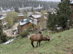 Elk on hillside at Fall River Village