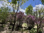 Spring Lilacs