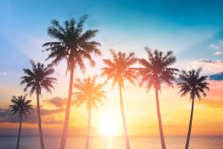 Lovely Beachfront, Paradise Palms, Sleeps 8