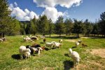 Working goat and sheep farm 