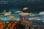 Ripley`s Aquarium 