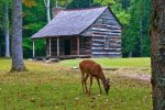 Deer in Cades Cove